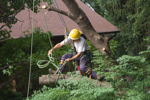 Pest Control for Lawns in Ellsworth, WI